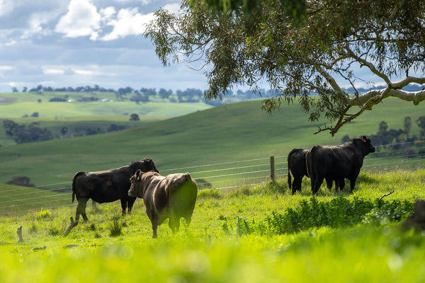A Delicious Mystery: Do Wagyu Cows Live a Good Life?