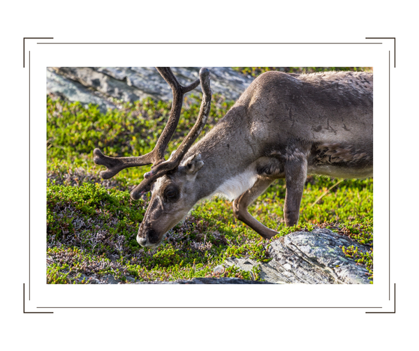 Reindeer Meat: A Delicacy of Myth and Mirth
